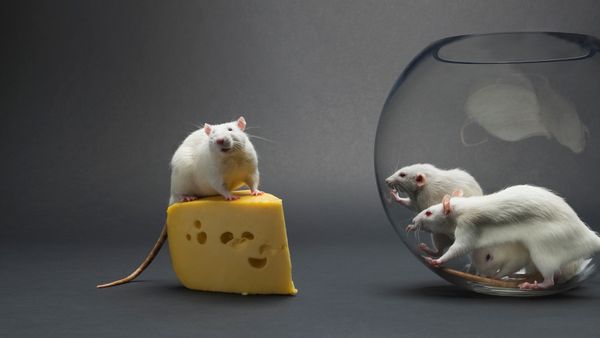 Three mice in a fish bowl reach for a mouse outside the bowl, which has cheese