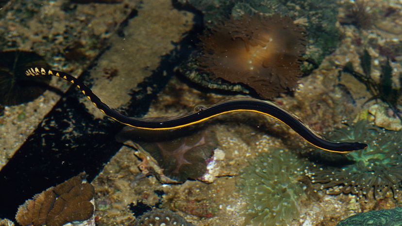 Yellow-bellied sea snake