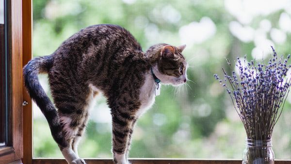 Is Lavender Safe for Cats? That's a Hard No
