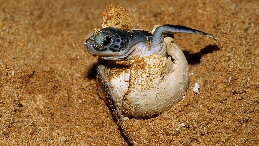 turtle half-hatched form its egg on a sandy beach