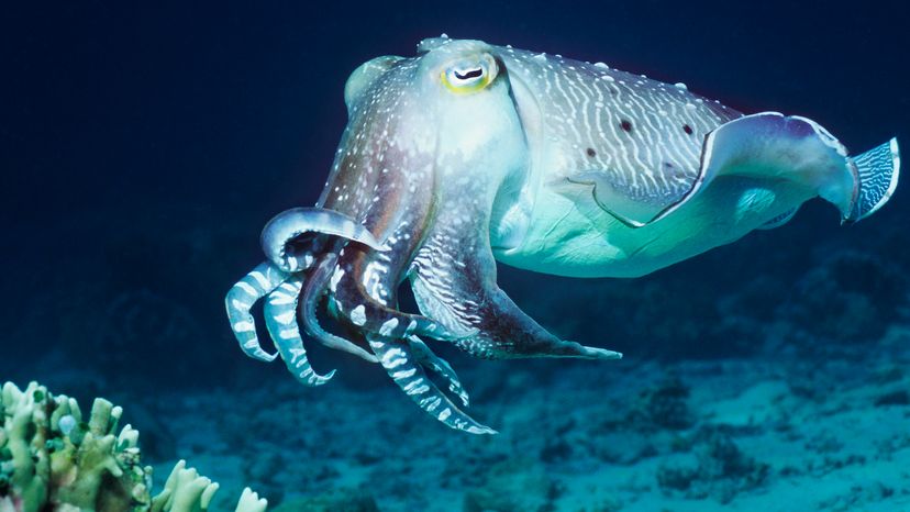 cuttlefish