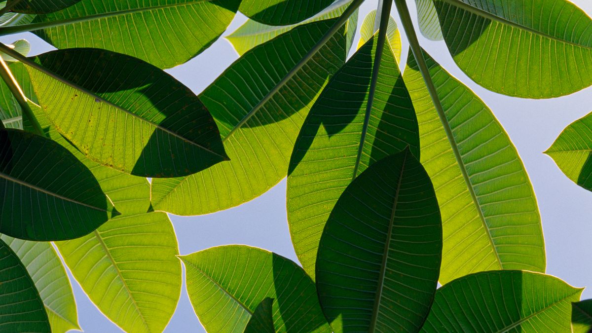 How Artificial Photosynthesis Works | HowStuffWorks