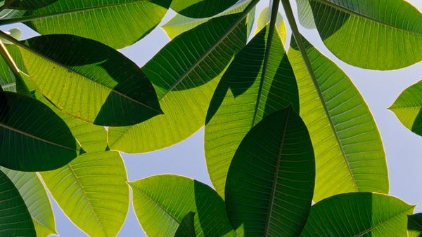 The backlit veins of the Frangipani, a Plumeria species, and blue sky.