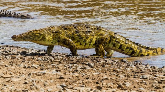 Nile Crocodile: Giant, Vicious and Surprisingly Social