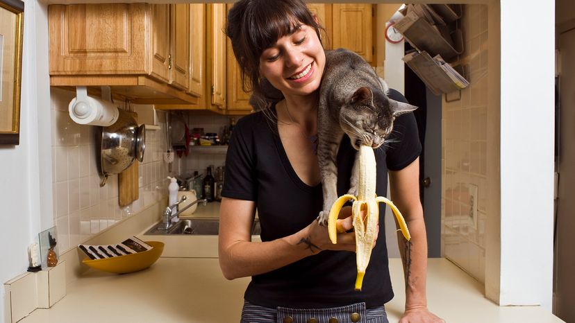 Cat eating banana