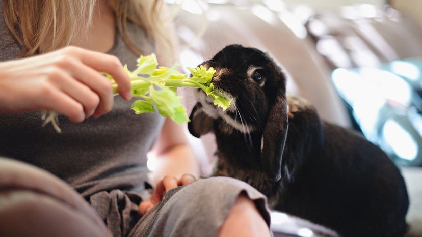 rabbit