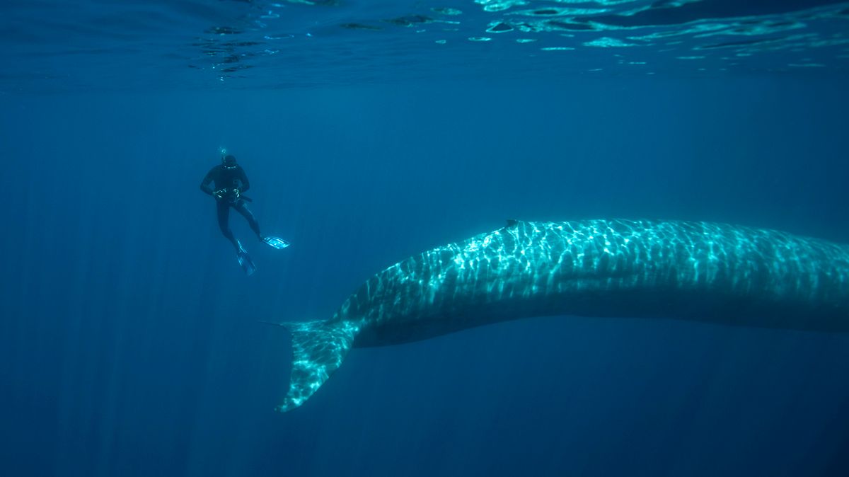 Meet the Heaviest and Longest Whale on the Planet