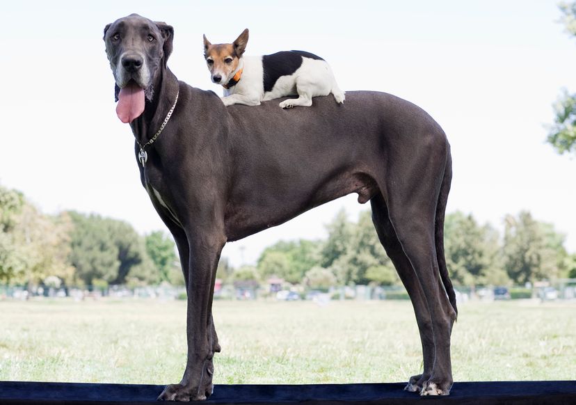 Great Dane