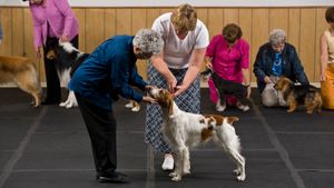 Dog show