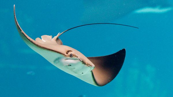Skate Fish vs. Stingray: Comparing Bottom-dwelling Fish