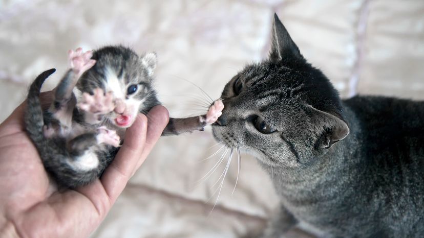 Cat with kitten