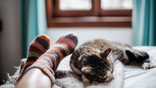 Why Cats Sleep at Your Feet, According to Science