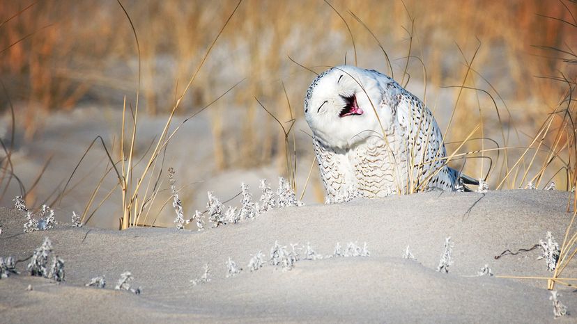 Snowy owl