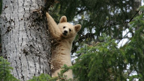 This Spirit Bear Is Neither Albino Nor a Polar Bear