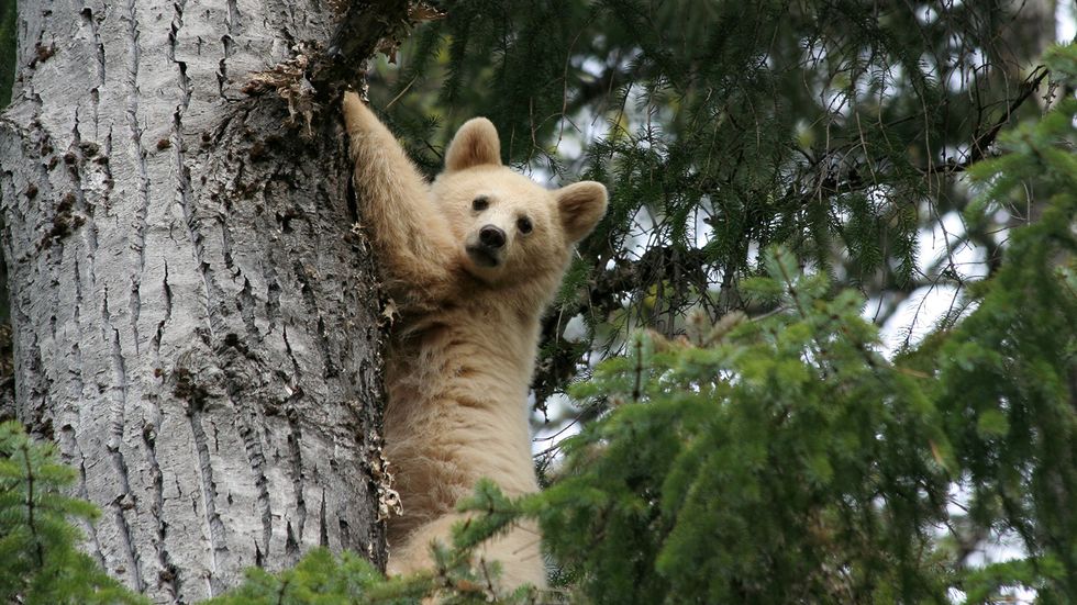 This Spirit Bear Is Neither Albino Nor a Polar Bear