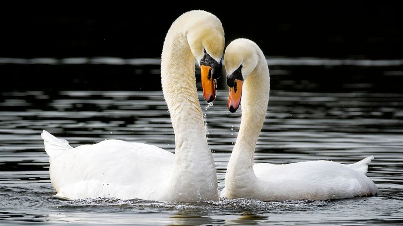 Mute swans