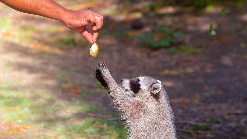 raccoon