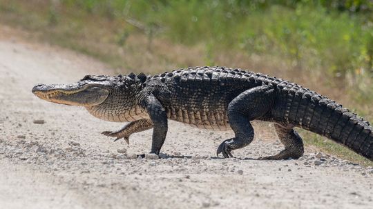 The Biggest Alligator on Record, by Weight and Length