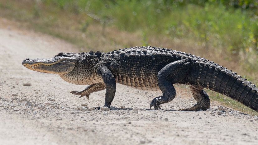 VIDEO: FL mom films son playing on alligator float while real alligator  watches