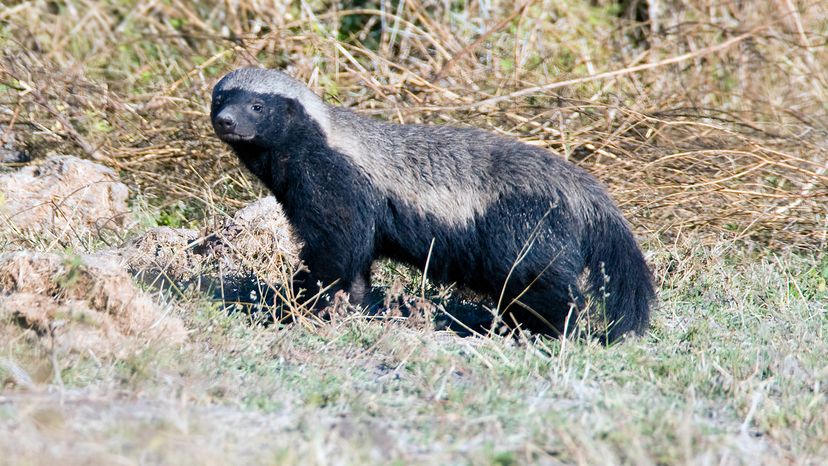 Honey badger