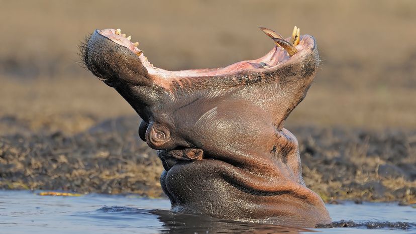 Hippopotamus