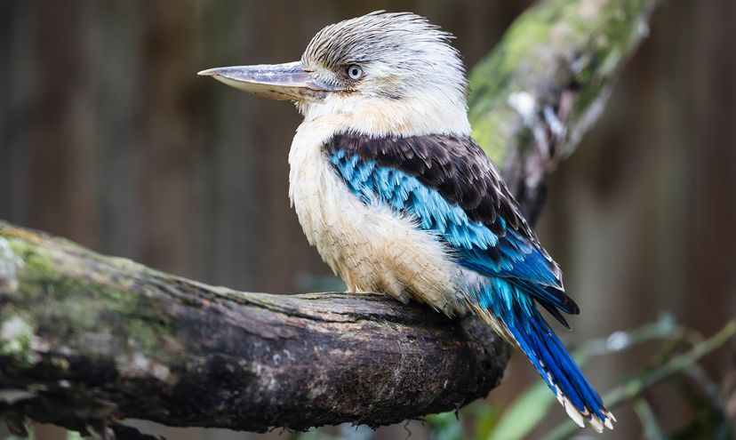 A tiny, grumpy-looking bird with white feathers and blue wings