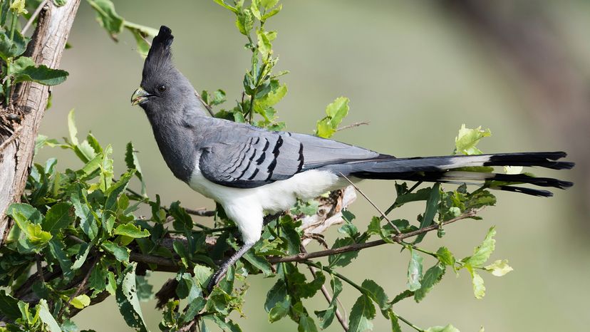 White-bellied Go-away-bird