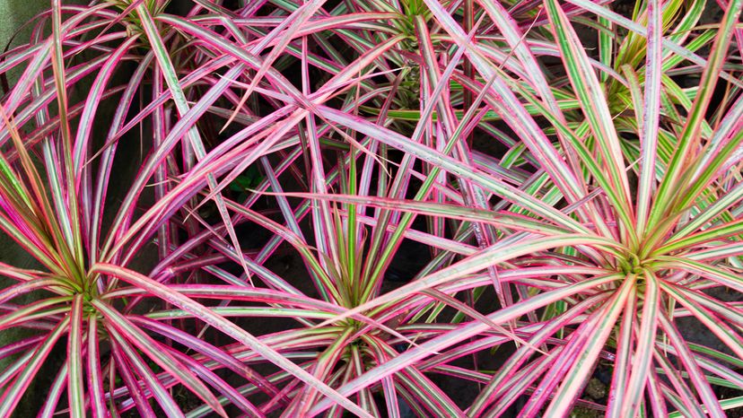 Plants with long, narrow leaves that are mostly pink with hints of green