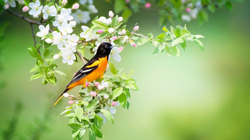 Baltimore Oriole