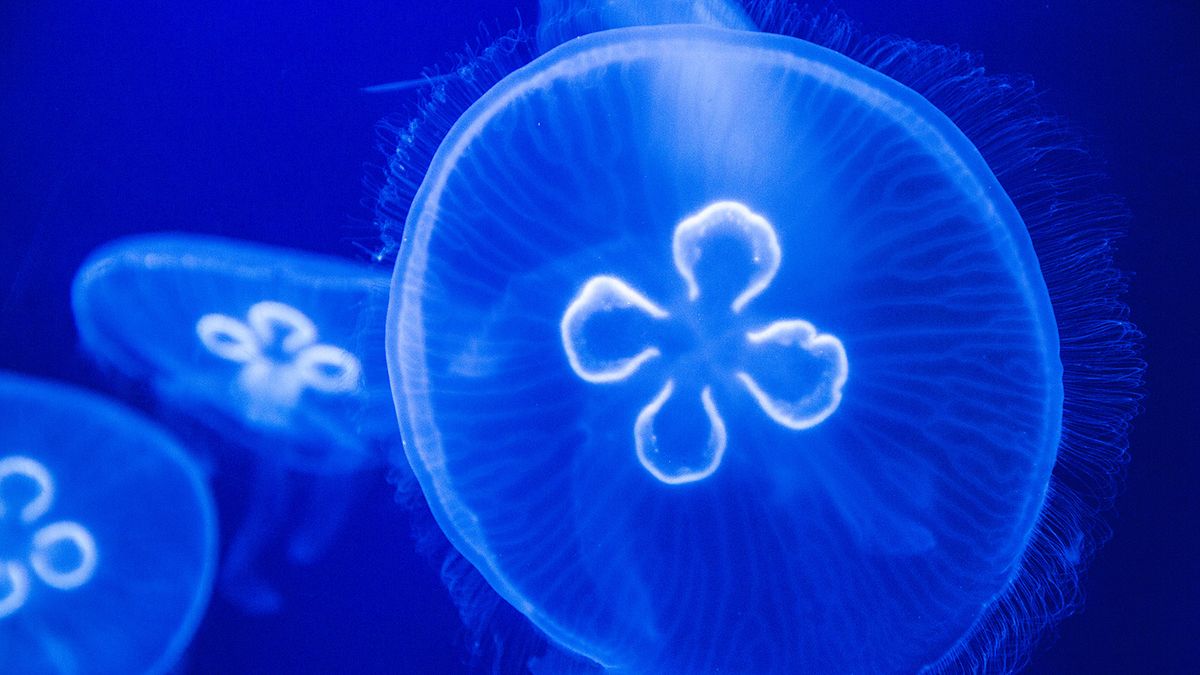 moon-jellyfish-coastal-dwellers-with-gentle-stingers-howstuffworks