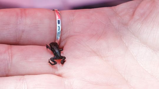 The Smallest Frog Is Smaller Than Your Fingernail