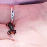 The Smallest Frog Is Smaller Than Your Fingernail
