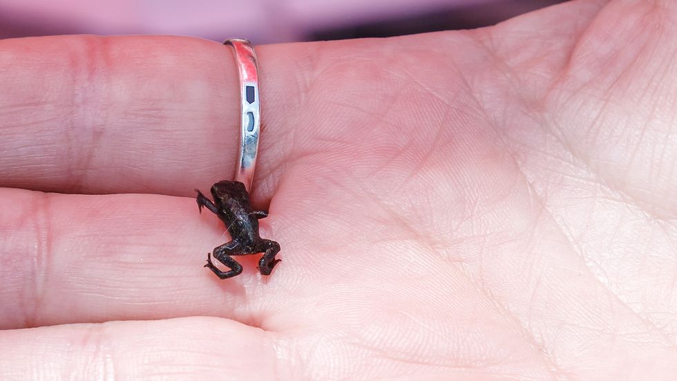 The Smallest Frog Is Smaller Than Your Fingernail