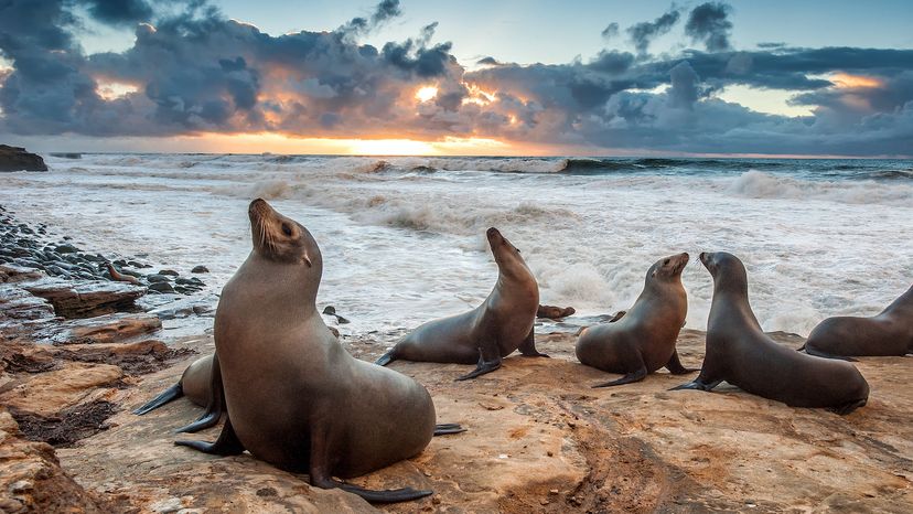 sea lions