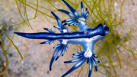The Blue Dragon Sea Slug Eats Venomous Prey and Saves the Stingers for Later