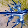 The Blue Dragon Sea Slug Eats Venomous Prey and Saves the Stingers for Later