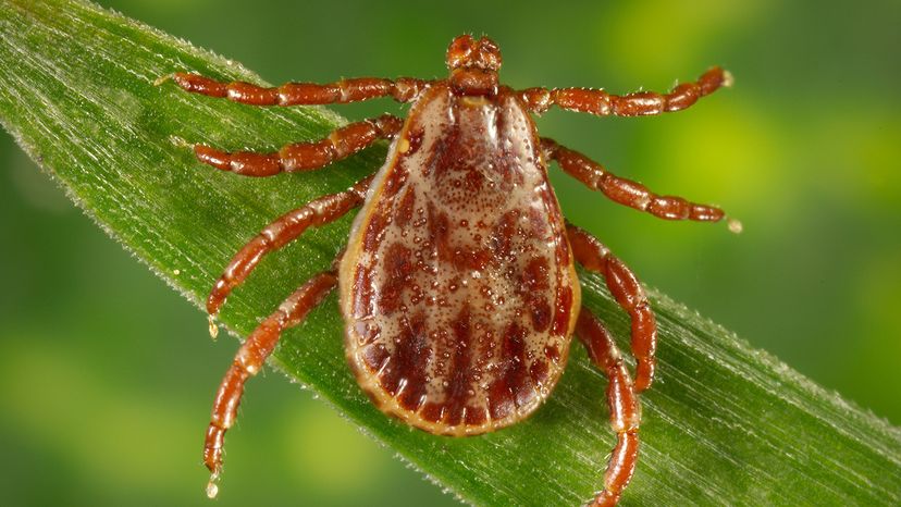 Rocky Mountain wood tick