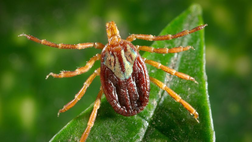 Gulf Coast tick