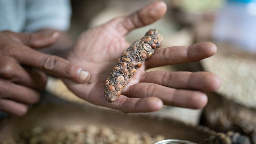 Kopi Luwak