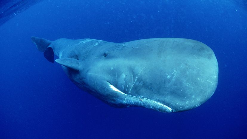 Sperm whale.