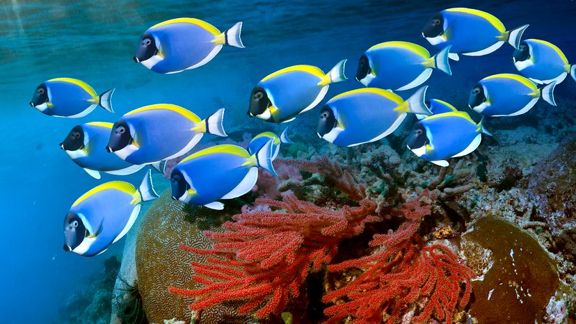 Surgeonfish