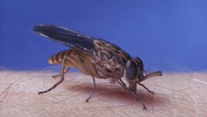 Tsetse fly on human skin against blue background
