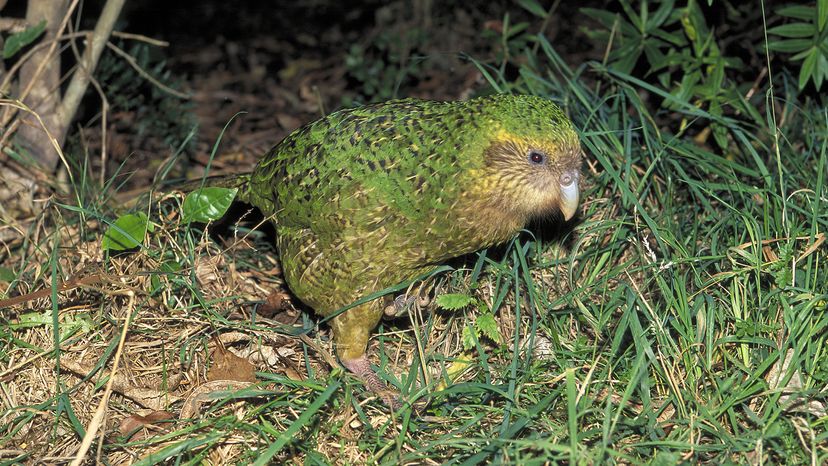 A bird with green feathers and a light beak walks in grass