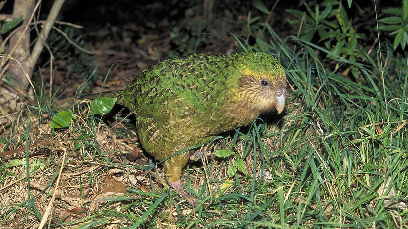 Kakapo