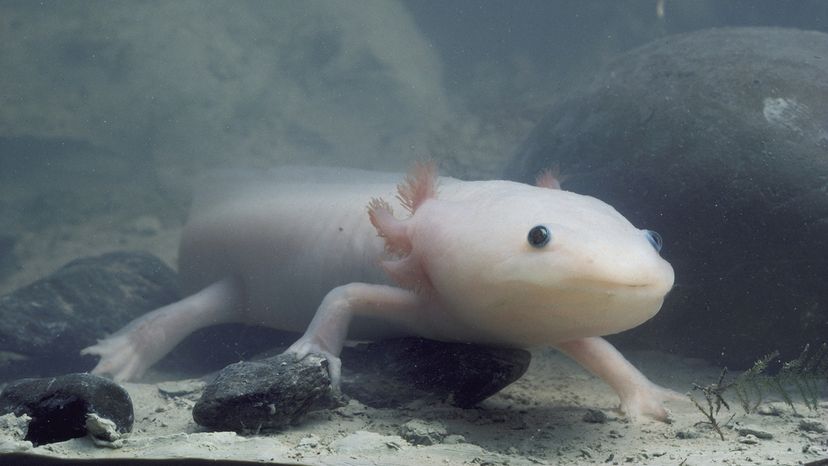 Axolotl in tank