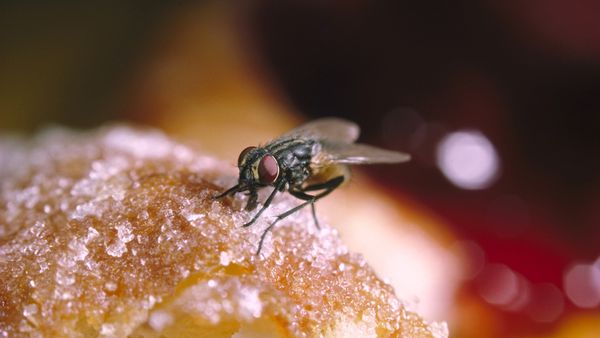 Fly on a sugar-coated pastry