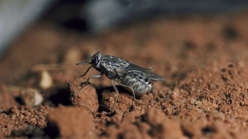 Tsetse fly