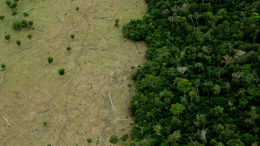 Area in Amazon Forest deforested for cattle and remaining forest.