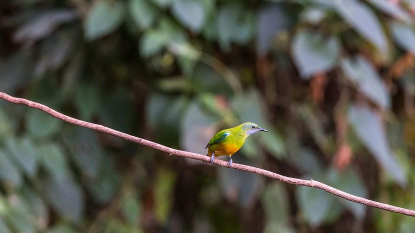 Orange-bellied Leafbird