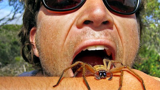 Do We Actually Swallow Spiders in Our Sleep?